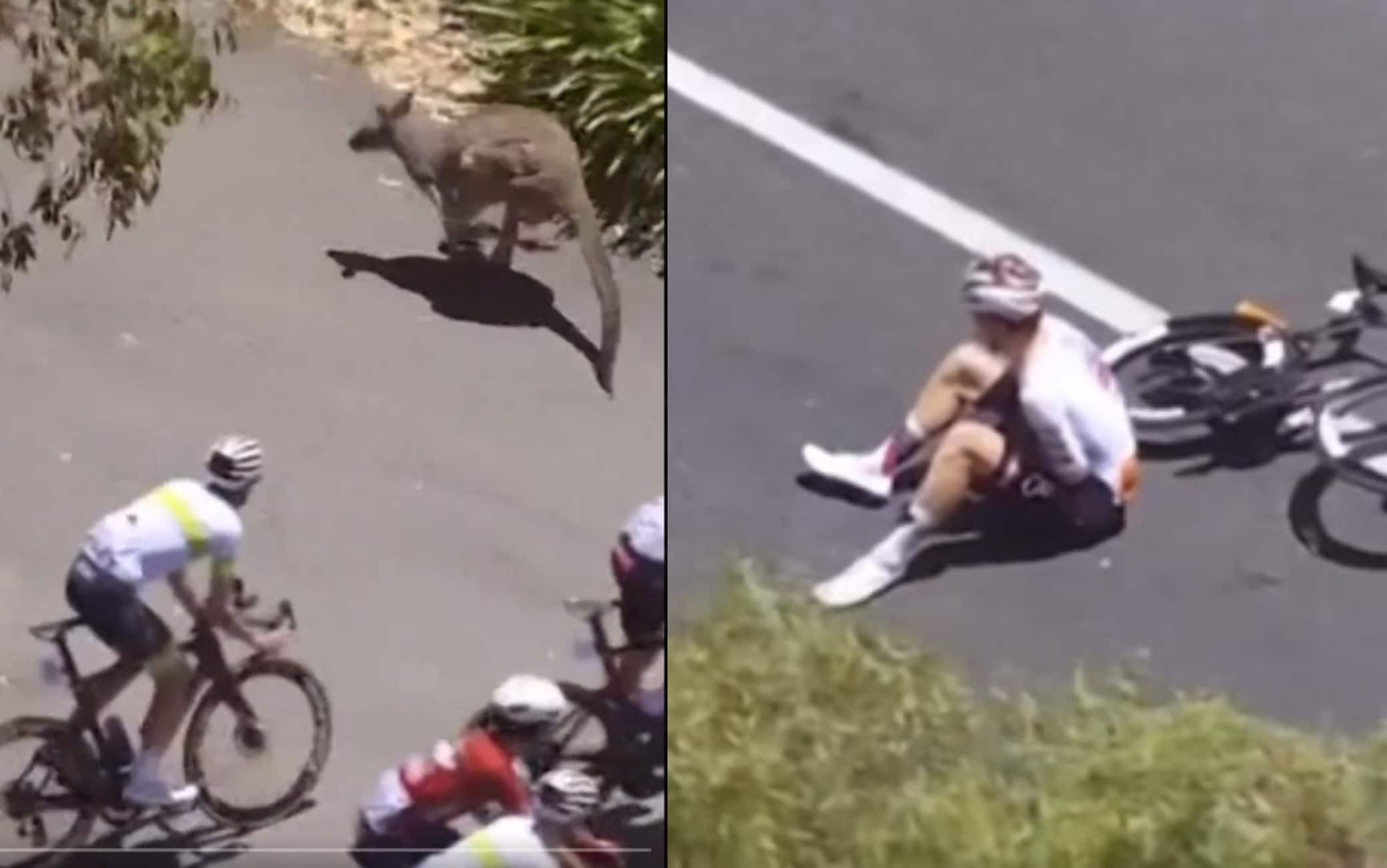 Tour Down Under, un canguro salta in strada: caduta in gruppo. IL VIDEO