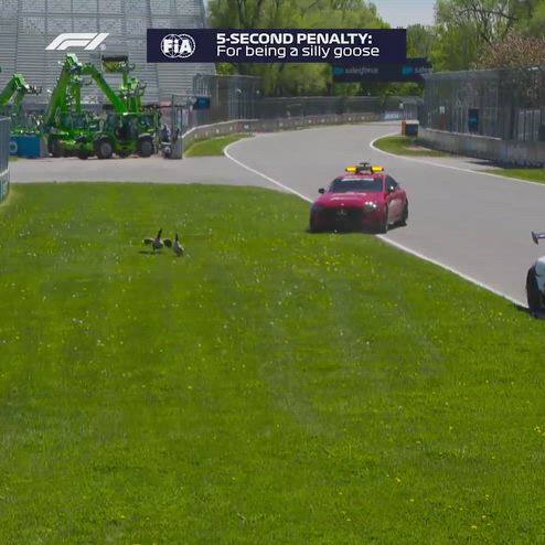 F1, spettatrici speciali a bordo pista: spuntano due oche