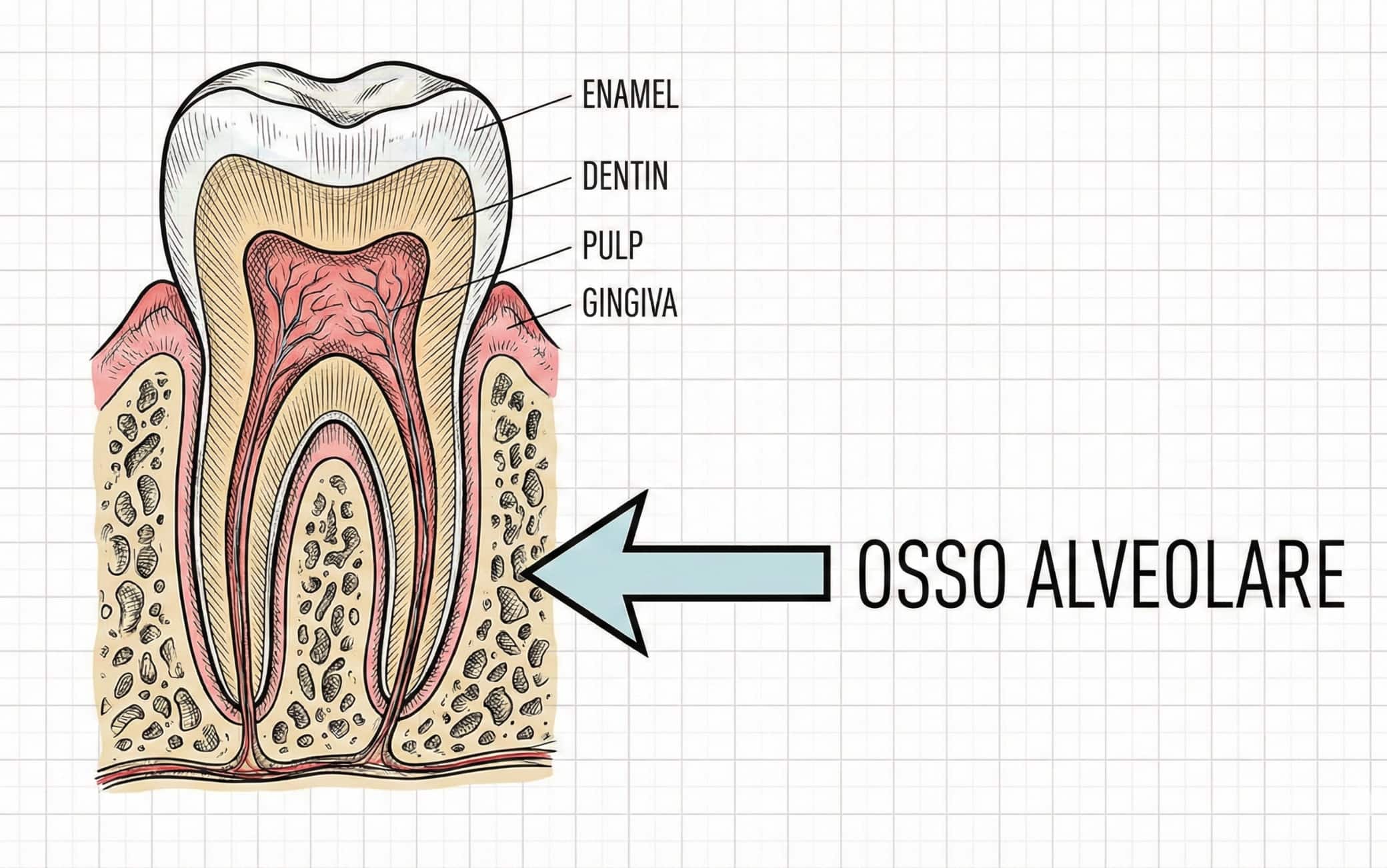 osso alveolare (immagine generata con AI)