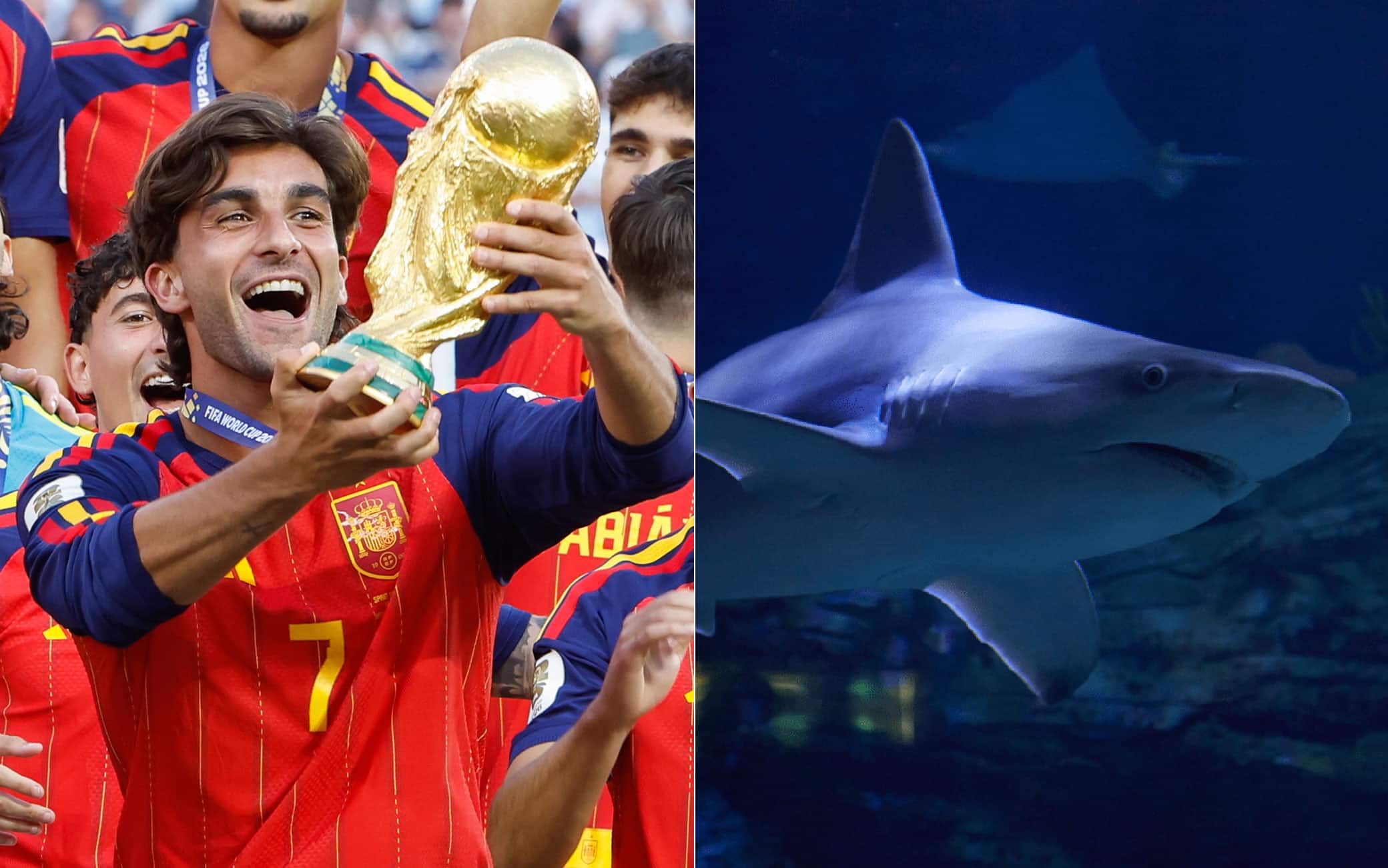 Spagna, l'Oceanografic di Valencia chiama "Ferran Torres" uno dei suoi squali