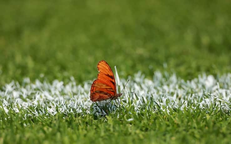 le misure del governo per lo sport