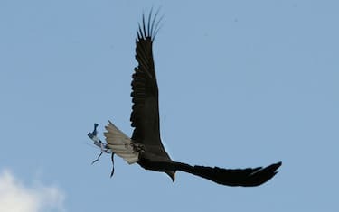 aquila_olimpia_lazio_1