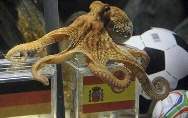 polpo_paul_germania_spagna