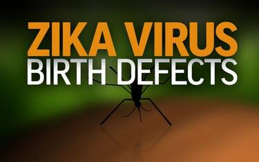 virus zika brasile