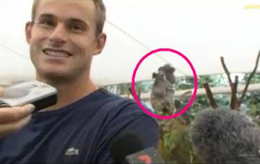 andy_roddick_koala