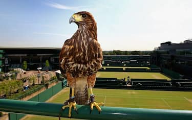 rufus_wimbledon__foto_getty_