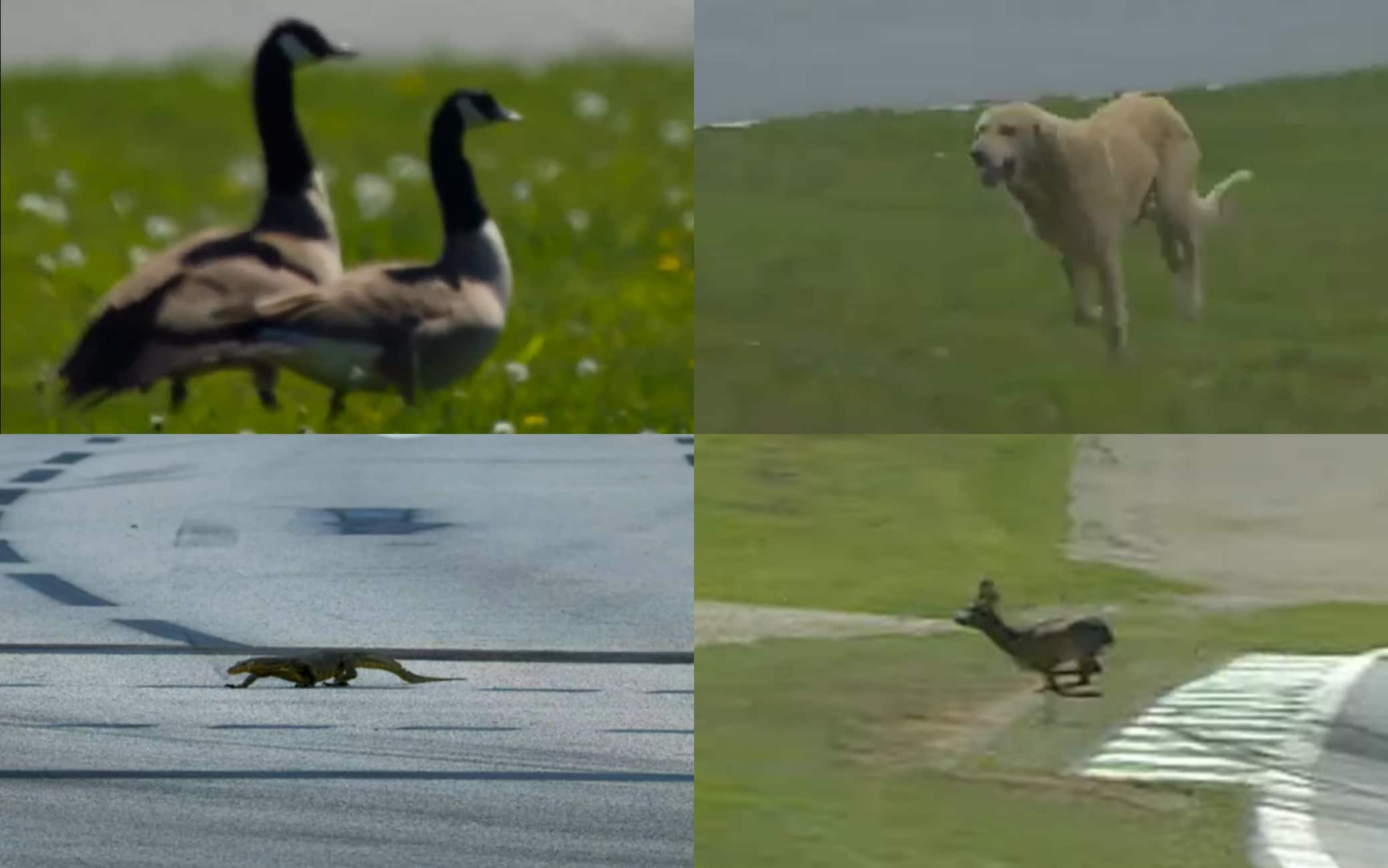 È una Formula 1... da animali! Le migliori invasioni di pista