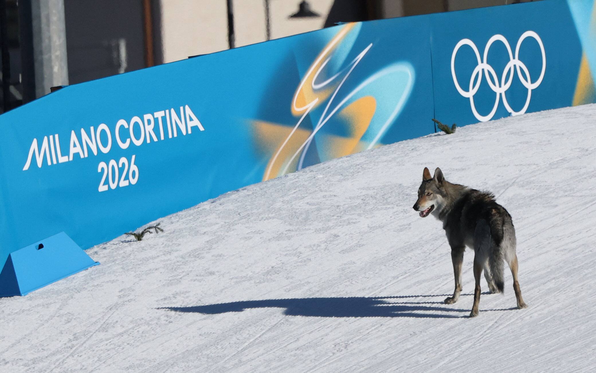 Team sprint di sci di fondo, un cane lupo irrompe durante le Olimpiadi. Video