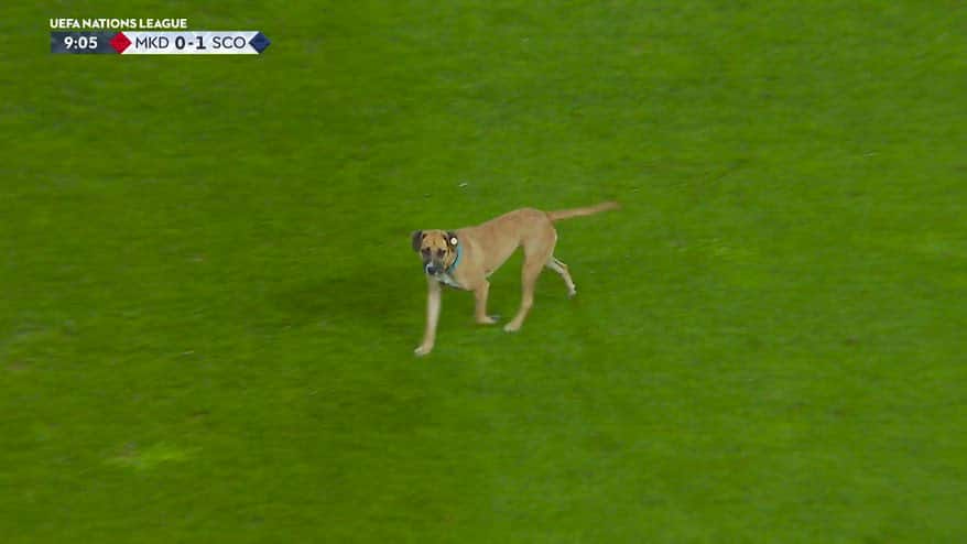Macedonia-Scozia si ferma: invasione di campo... di un cane!