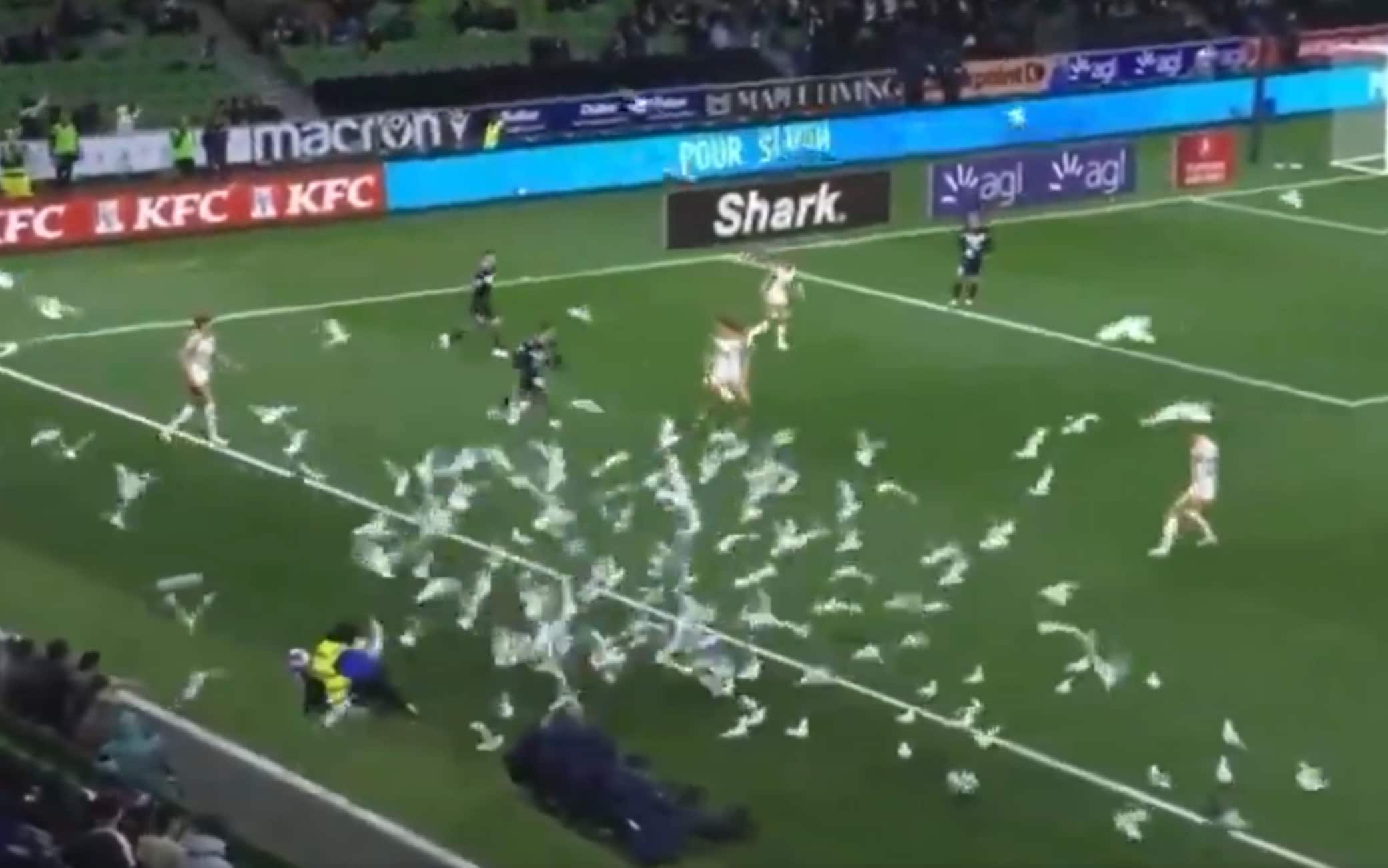 Australia, decine di gabbiani invadono il campo durante la partita. VIDEO